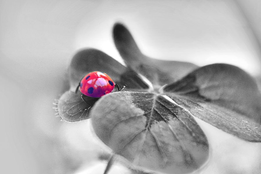 Neue Lebensqualität