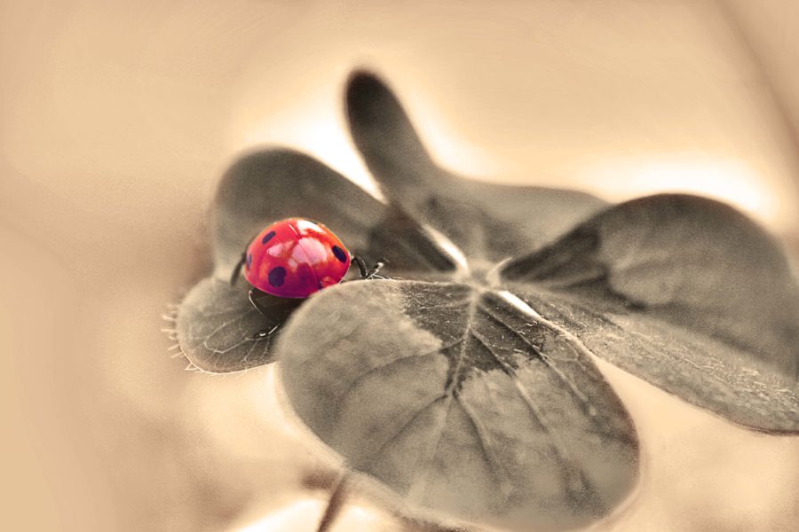 Neue Lebensqualität