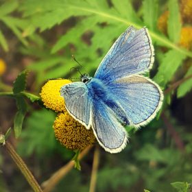 Blue Tansy Ätherisches Öl