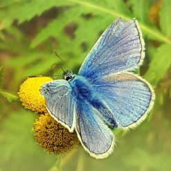 Blue Tansy ätherisches Öl 10 ml aus Rainfarn
